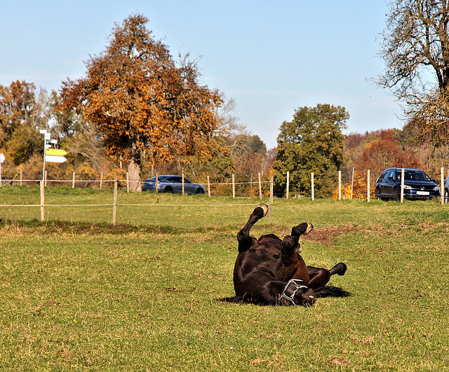 Wie ein Pferd sich freuen kann: Bild 1 (3 PicinPic)