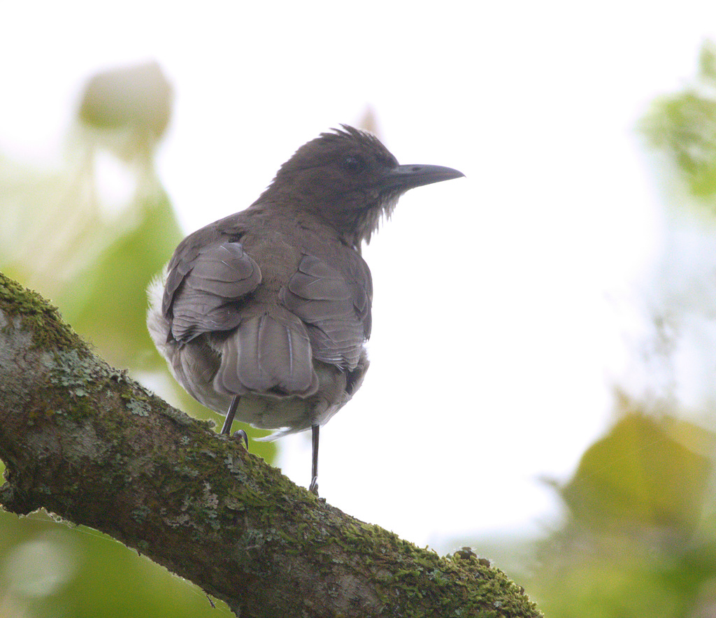 EF7A1059 Bird