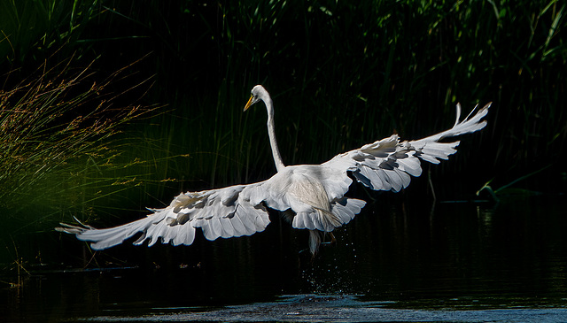 Great white egret