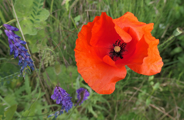 Wieder einmal Mohn...