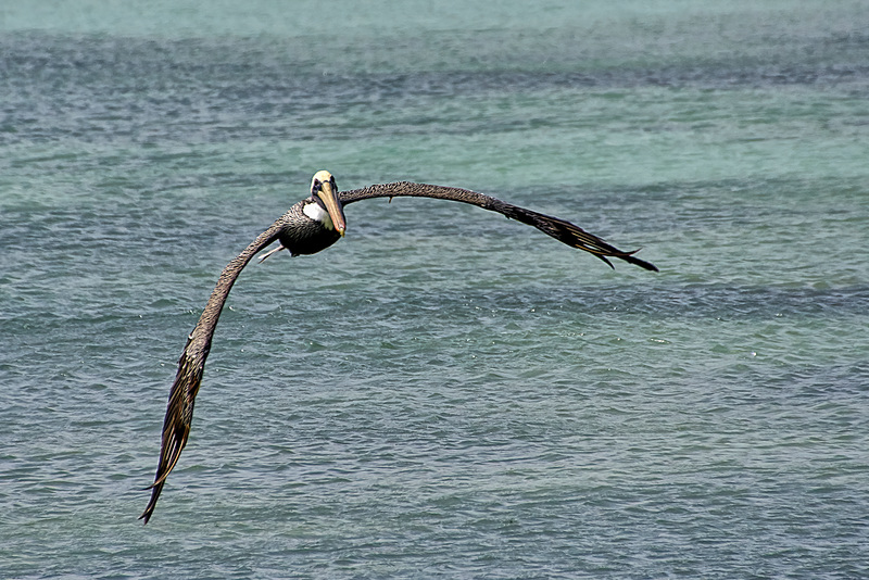 Brown Pelican - Pelecanus occidentalis