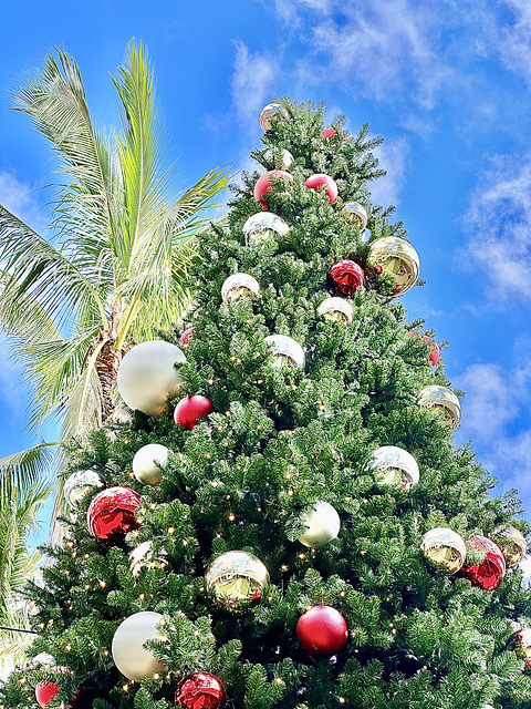 Christmas in Hawaii