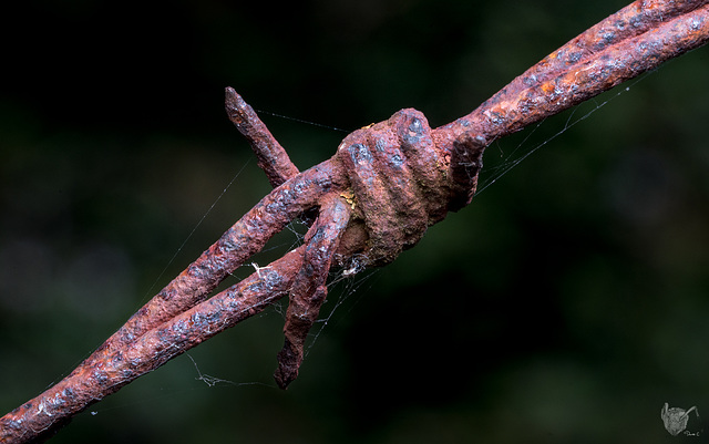 Rusty barbed wire