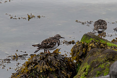 20140907 4796VRAw [NL] Steinwälzer (Arenaria interpres), Terschelling