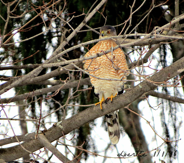 Sharp-shinned Hawk (Accipiter striatus)///Eckschwanzsperber