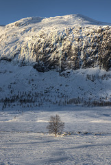 Lonely tree at Filefjell.