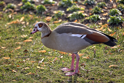 Nilgans (Wilhelma)