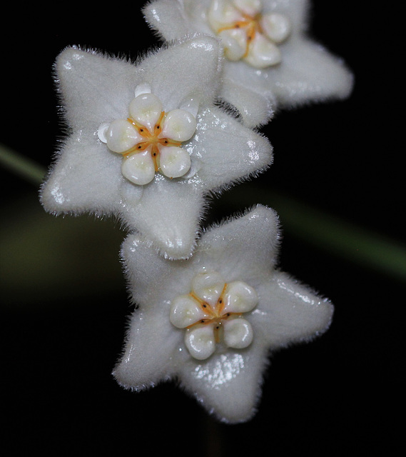 Hoya stoneana (4)