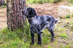 Blue Picardy Spaniel; 9 meses