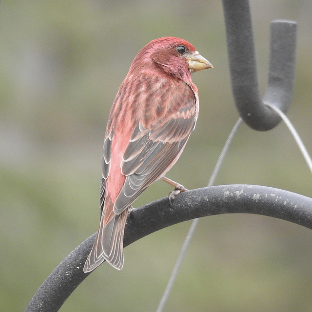 Purple Finch