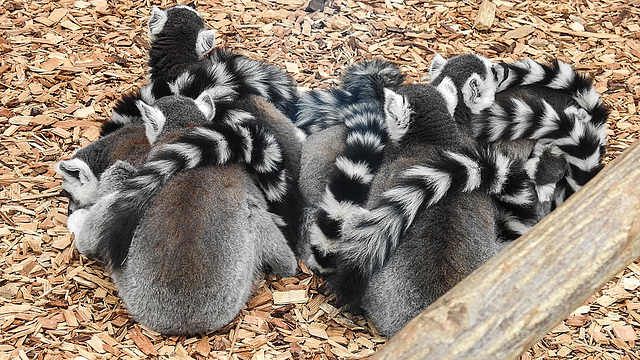 20190907 5953CPw [D~HRO] Katta (Lemur catta), Zoo, Rostock