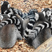 20190907 5953CPw [D~HRO] Katta (Lemur catta), Zoo, Rostock