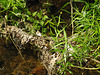 20210609 0698CPw [D~LIP] Werre, Libellenhabitat, UWZ, Bad Salzuflen