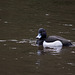 Male Tufted Duck in the park