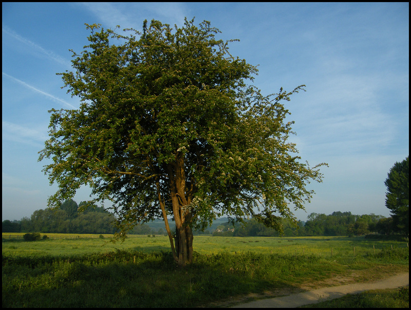 the noble hawthorn