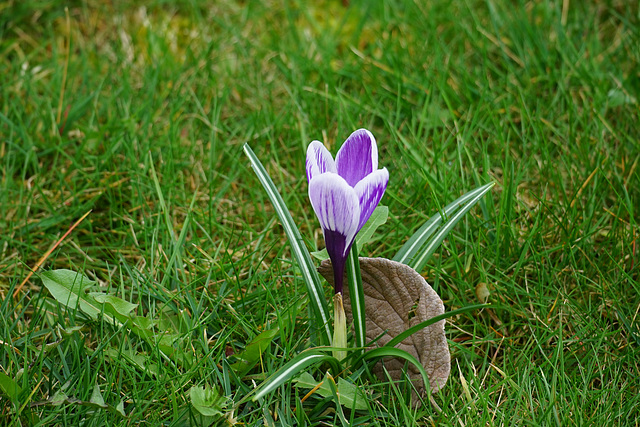 Einzelner Krokus