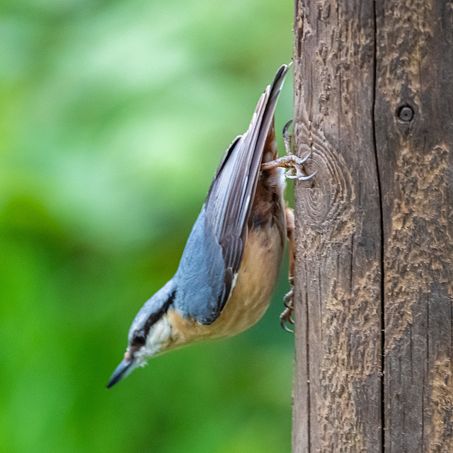 Nuthatch