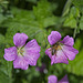 Bee on Geranium Flower (+PiP)