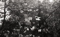 Leaves in Sunlight 2