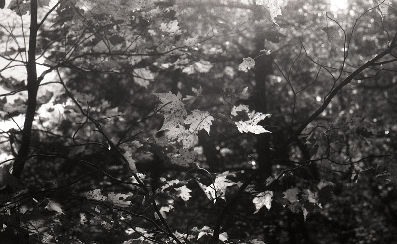 Leaves in Sunlight 2