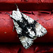 P5156146