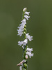 Spiranthes tuberosa (Little Ladies'-tresses orchid)