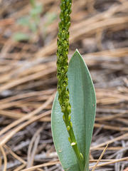 Malaxis soulei (Chiricahua Adder's-mouth orchid)