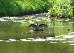 Mister Kormoran sonnt sich.