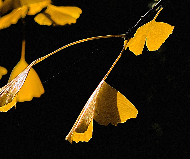 Gingko