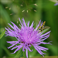 Flockenblume