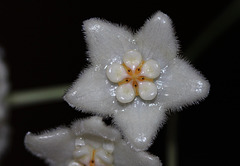 Hoya stoneana