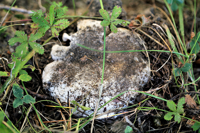 Clitocybe (2)