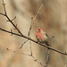 Purple Finch