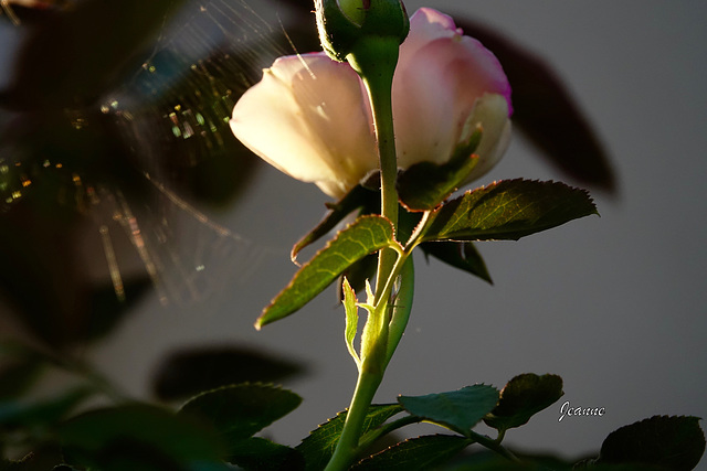 DSC00123