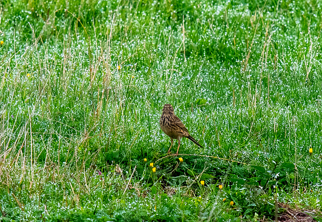 Meadow pipit