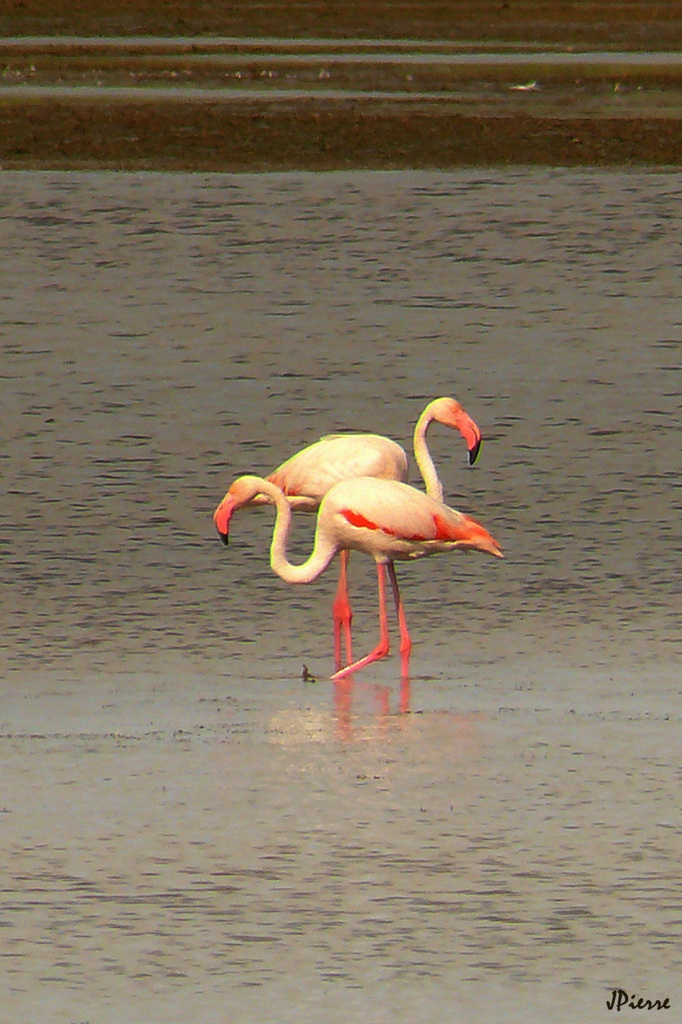 En Camargue on parle Flamand