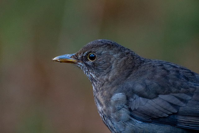 Female blackbird