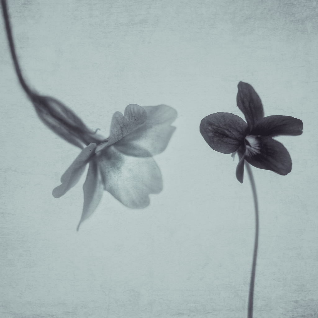 wild flowers 2