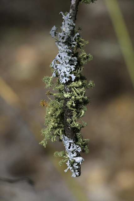 Lichens