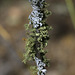 Lichens