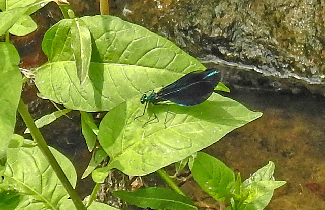 20210609 0700CPw [D~LIP] Blauflügel Prachtlibelle, UWZ, Bad Salzuflen