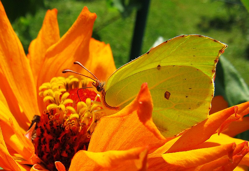 Citrono papilio