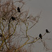 Rooks in Manor Park
