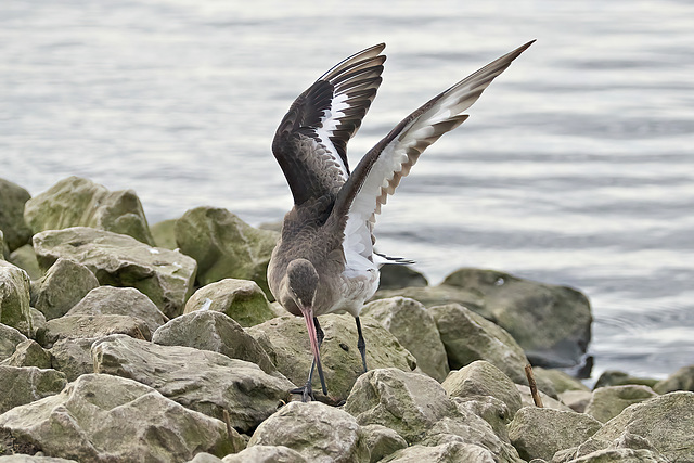 Black-Tailed Godwit - Limosa limosa