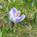 Crocuses 2025 19 Crocuses 2025 19