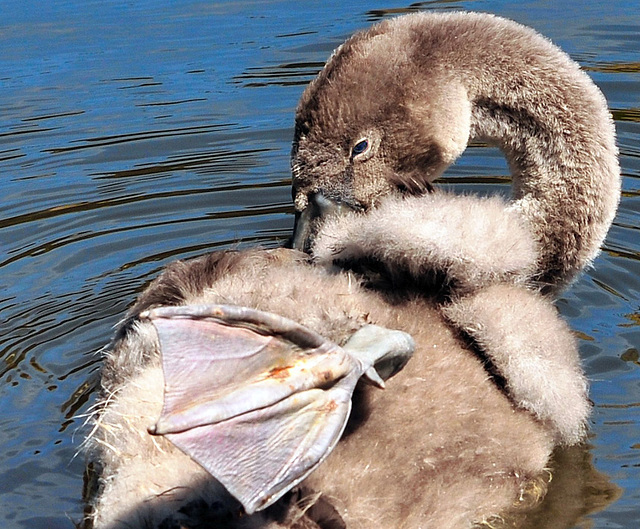 Young swan (cygnet).