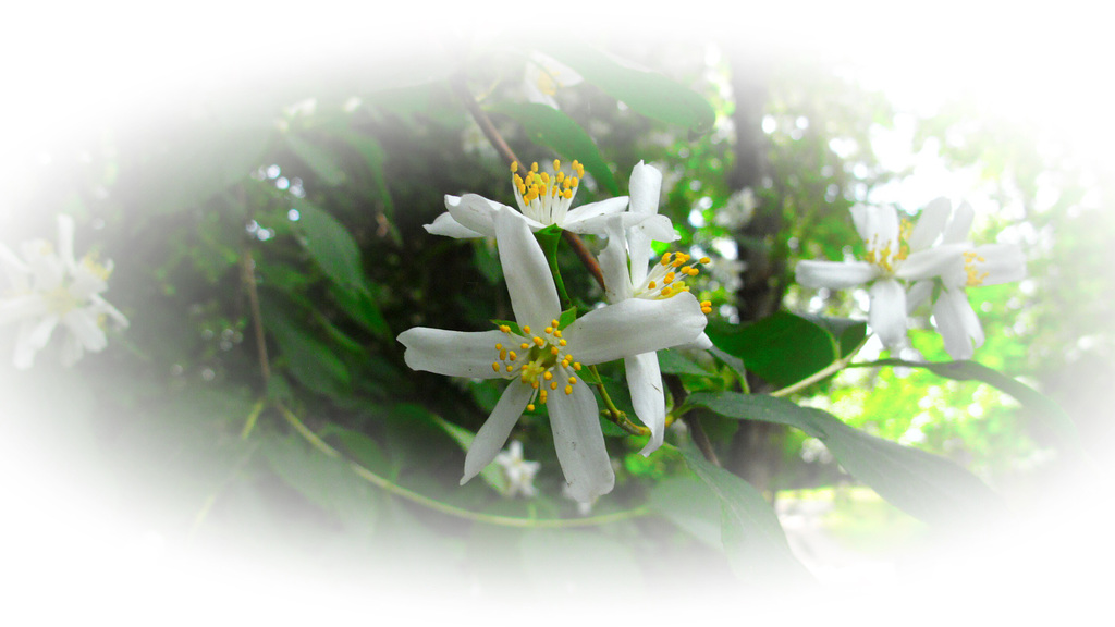 Woodland wild flowers