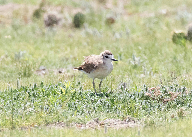 Mountain Plover