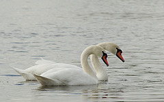 synchronous swanning ;-)