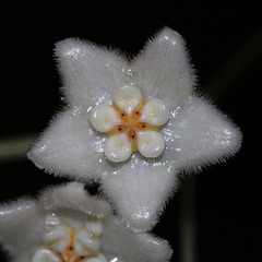 Hoya stoneana (6)